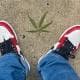 pimptite