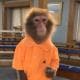 justingallihugh