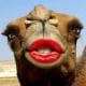 cameltony