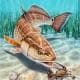 Rojofish