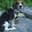 bEagles1