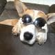 donteventripdog