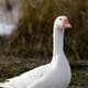 GroovyGoose