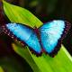 MightyMorphos