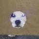 Oneidpitbulls