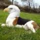 beaglez