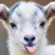 ImmaGoat