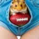 Pantyhamsters