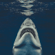 TheSharks