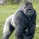girthygorillas