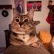 CatDadLog