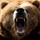 BrownBear2213