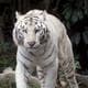 bengalsneferi