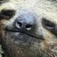 SlazzySloth
