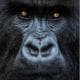 NatGeo