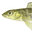 Logperch