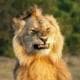 DonLono