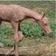 BALDHORSE