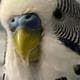 Dartberd