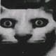 DynastyDemon8