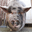Gidneypigs
