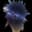 KonaBlue