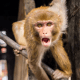Monkeypox_Rising