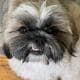 SnaggletoothTzu