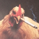 SenorClucks