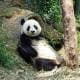 krazypanda215