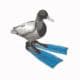 Ducka