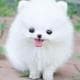 Fluffypupdizzle