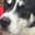 DiamondDog12
