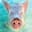 TampaBayOfPigs