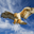 Falconious